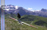 Hahnenmoos
