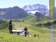 Hahnenmoos